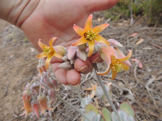 Flower in Marlenes Hand
